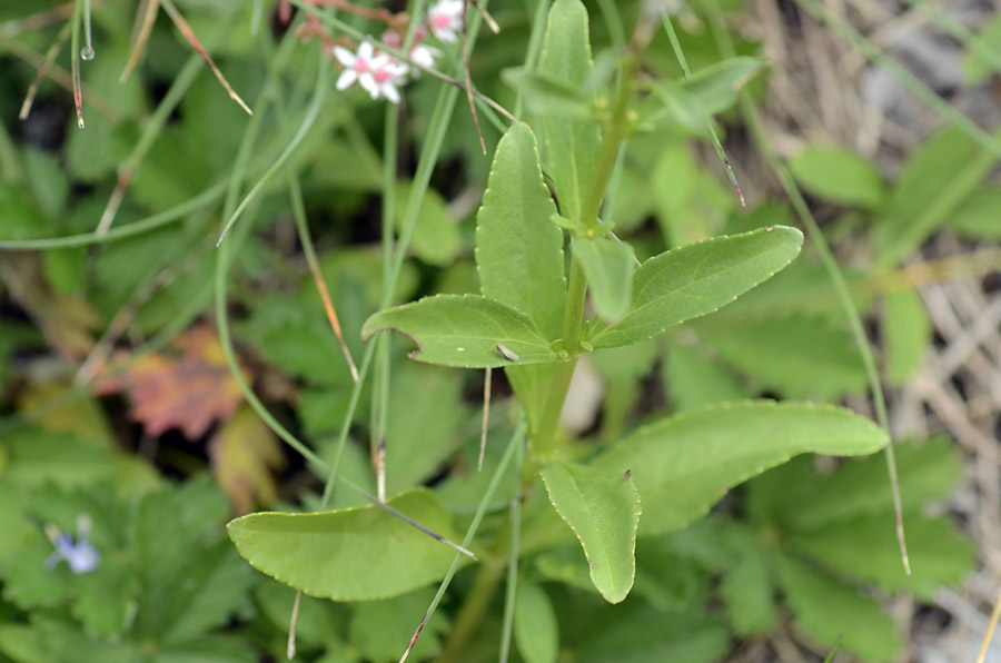 Veronica spicata
